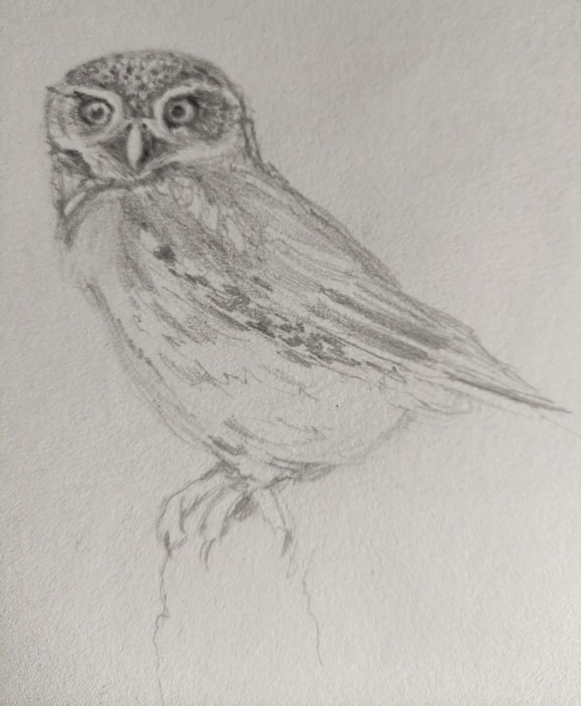 tekening van uil