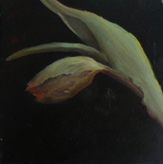 tulp-2