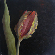 tulp-3