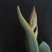 tulp-4